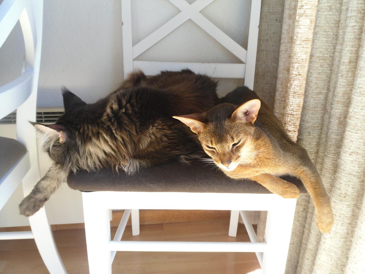 Abyssinier Orlando (Himmelkat) billede 45