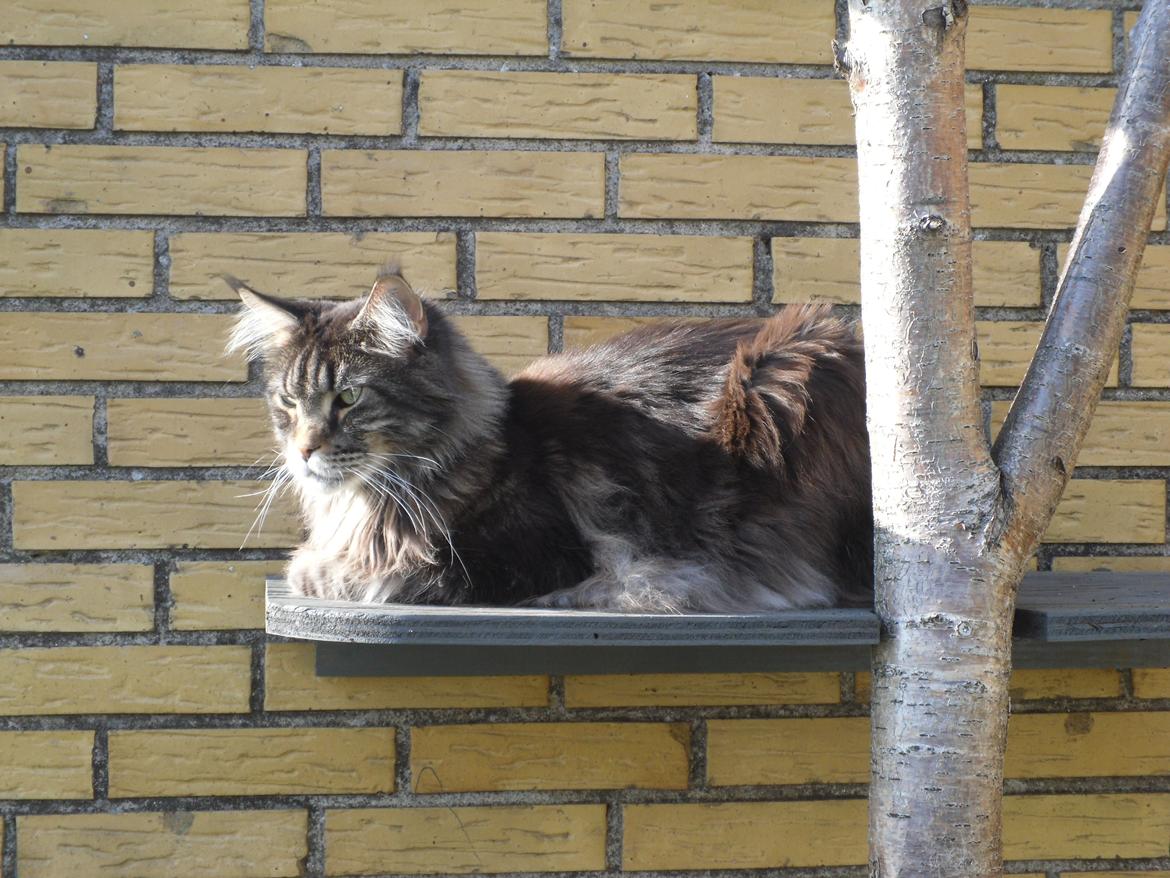 Maine Coon obelix Himmelkat - maj 2014 så er solen atter fremme billede 31