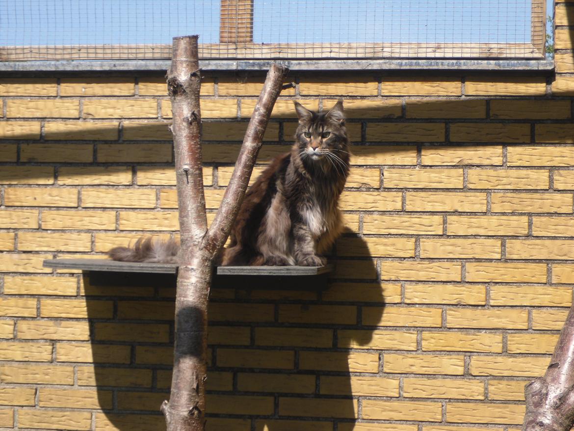 Maine Coon obelix Himmelkat billede 34