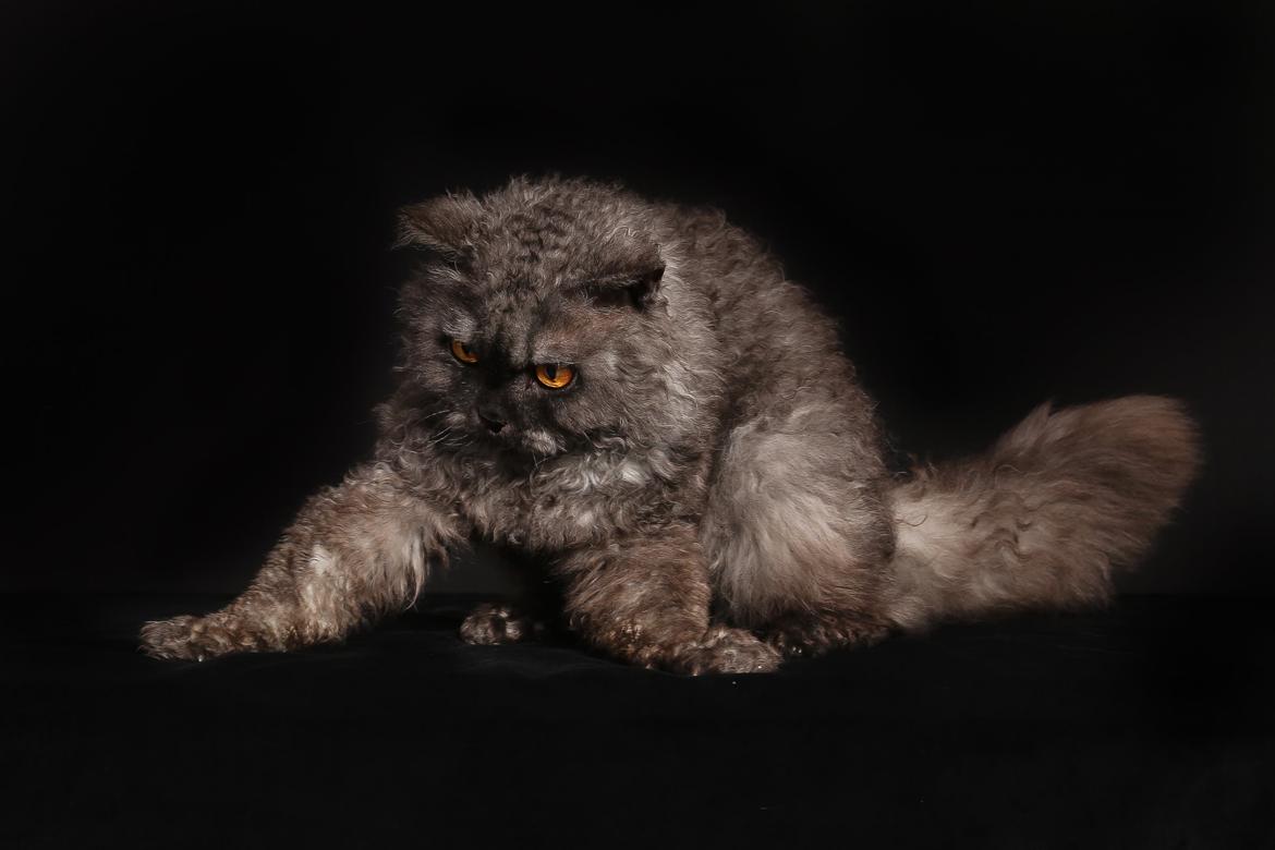 Selkirk Rex  RW SGC, PCH Lykken Peer Gynt of Tzari  - Gynt hos dyrefotografi.dk billede 3