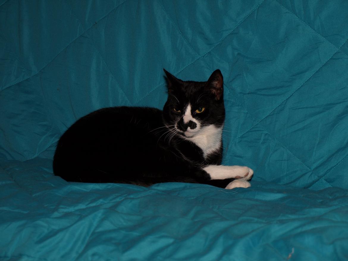 Huskat Blackie *RIP* billede 2
