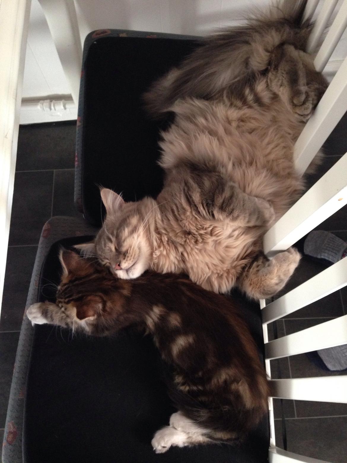 Maine Coon O'Marley billede 3