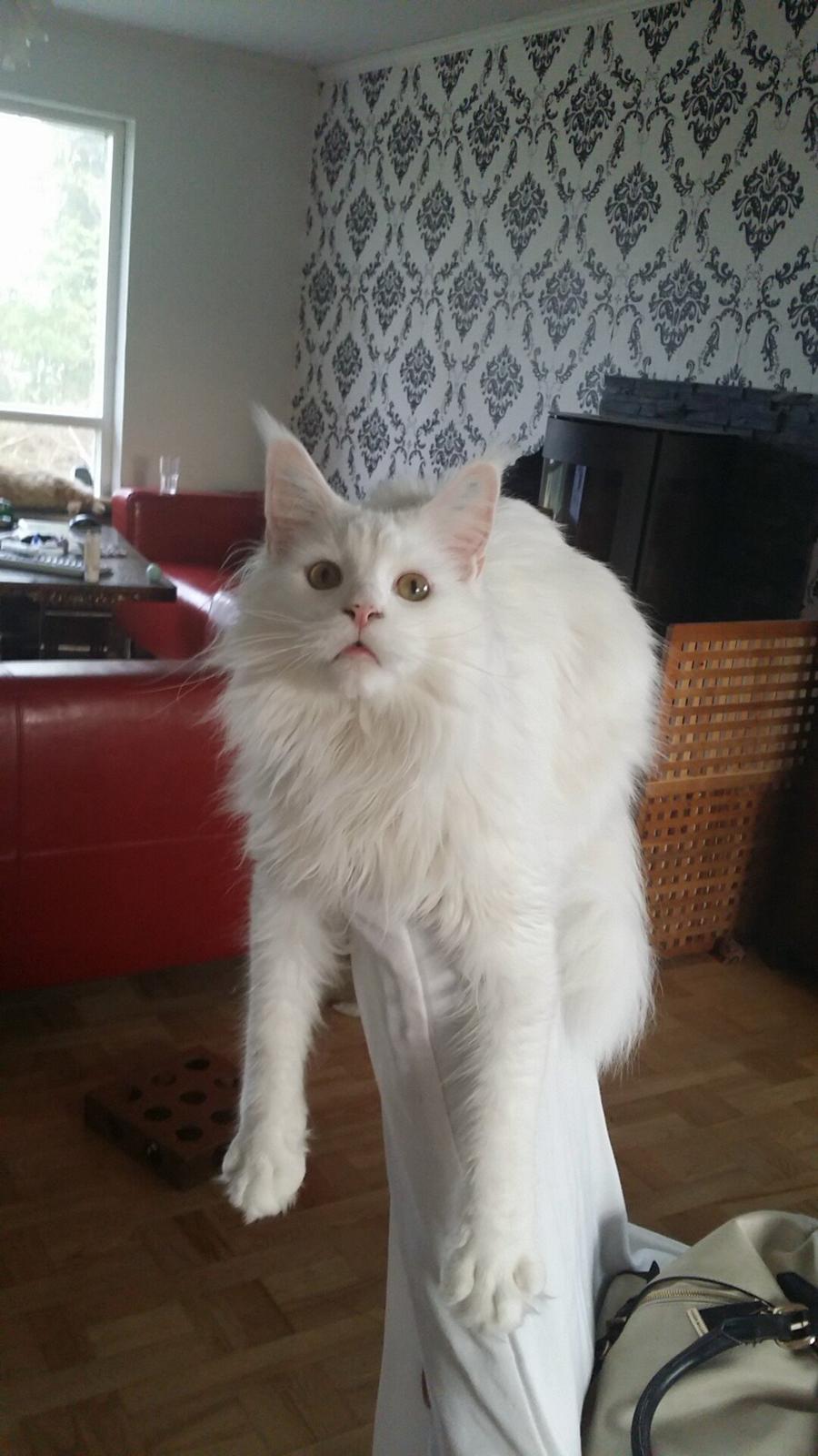 Maine Coon Charles billede 1