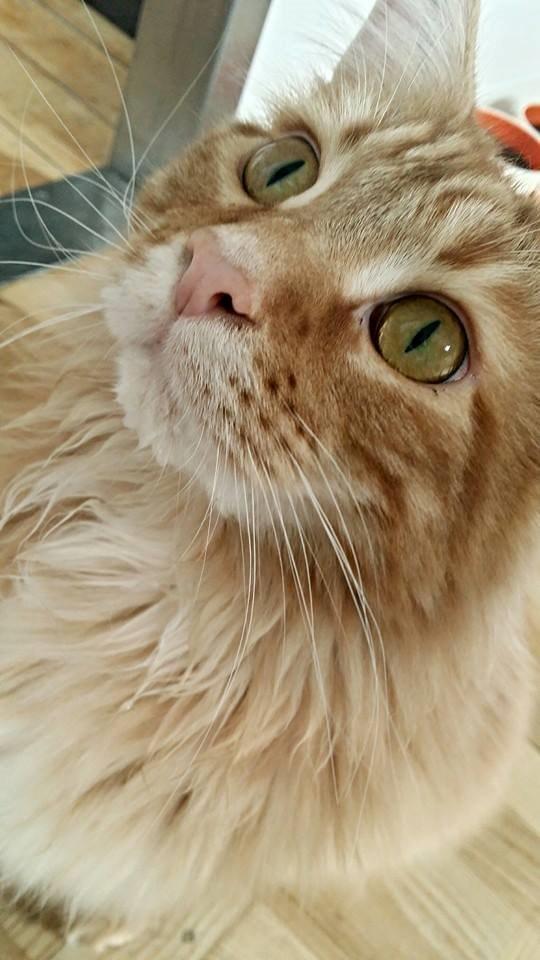 Blanding af racer Jean Pierre billede 3