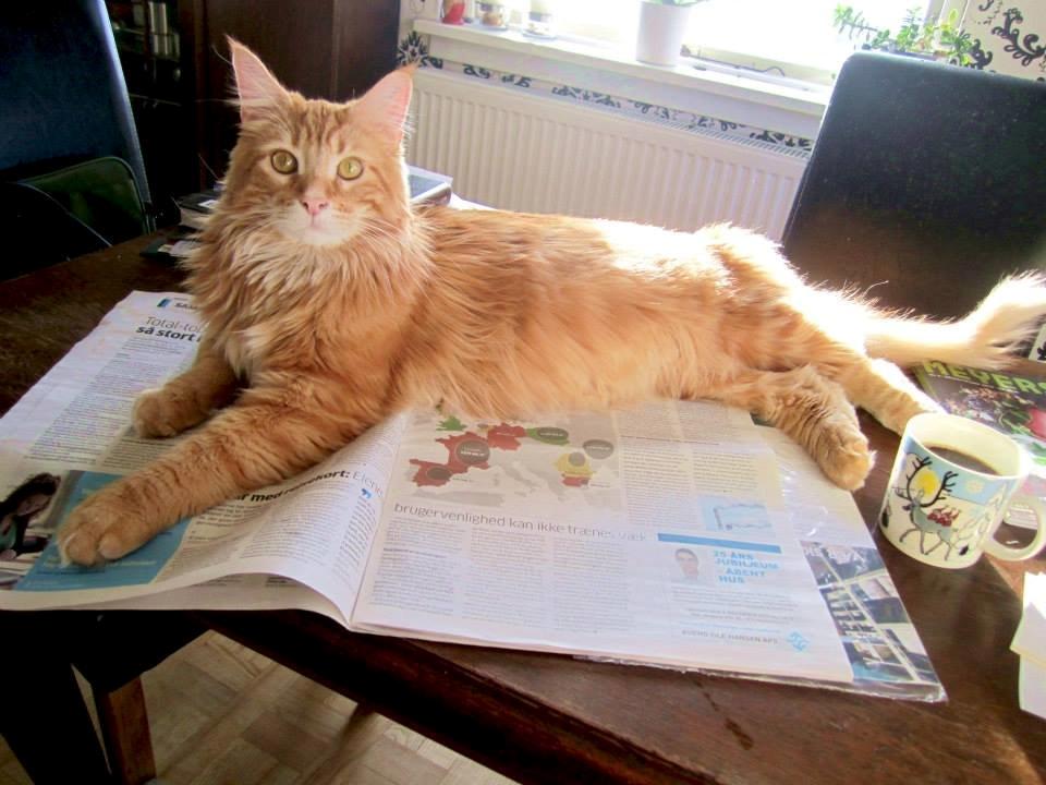 Blanding af racer Jean Pierre billede 1