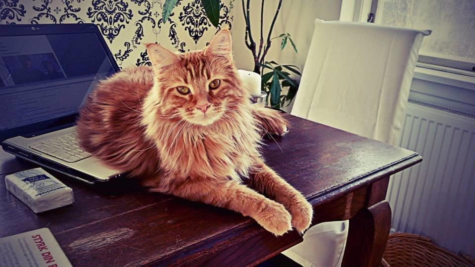 Blanding af racer Jean Pierre billede 2