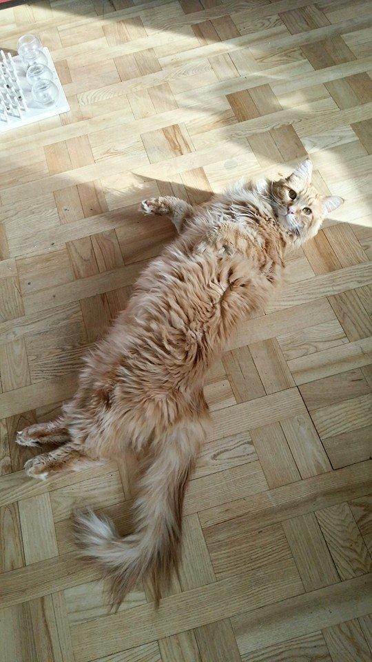 Blanding af racer Jean Pierre billede 5