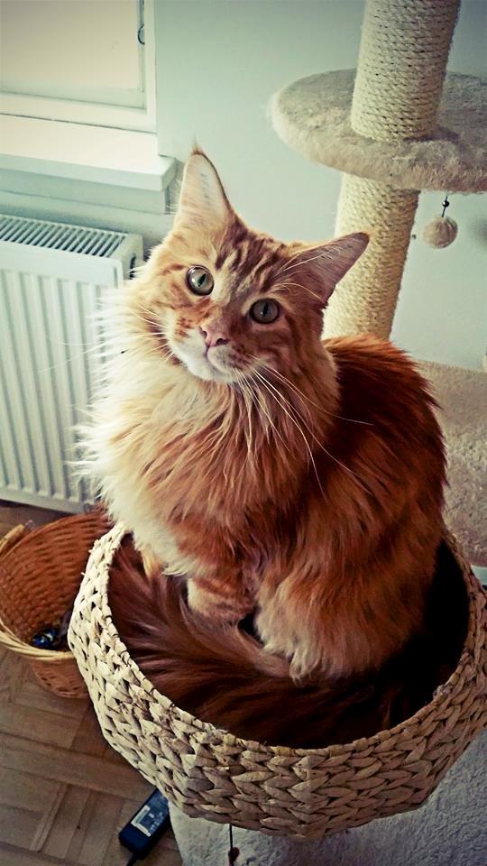 Blanding af racer Jean Pierre billede 4