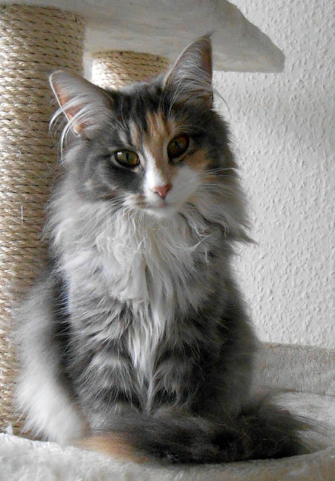 Norsk Skovkat Kira billede 5
