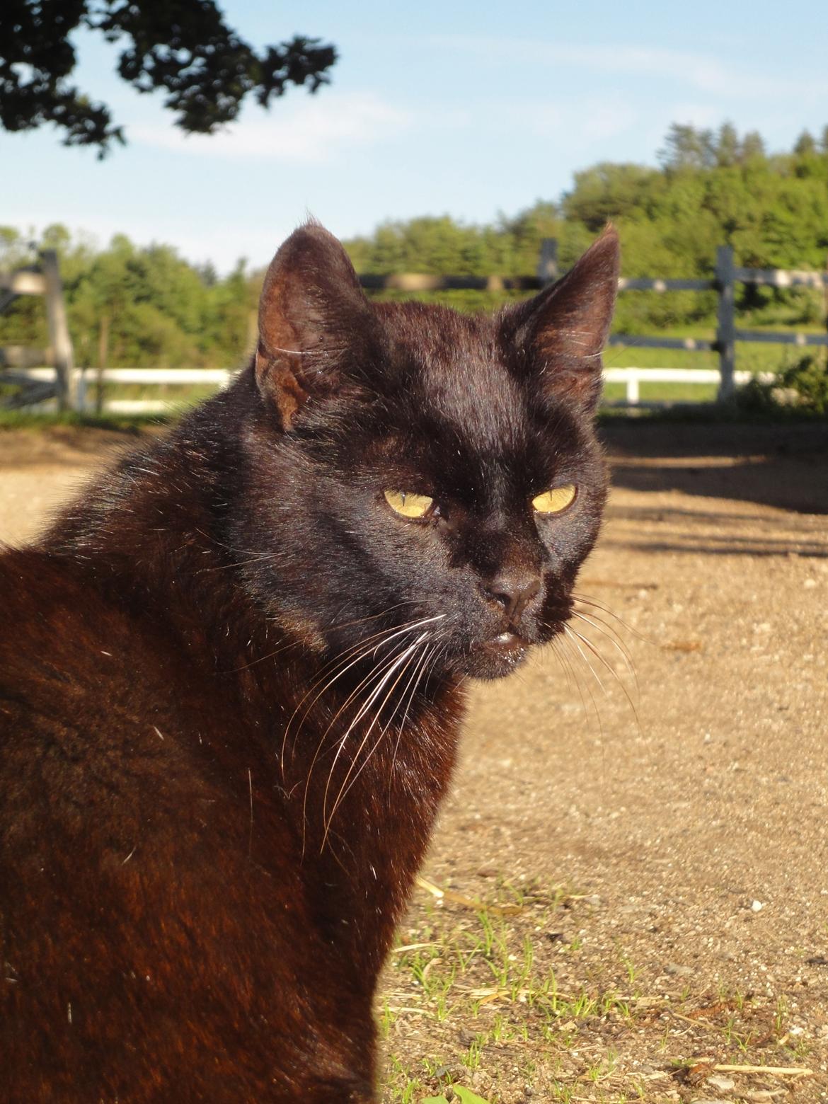 Huskat Sortemis "nullermand" billede 2
