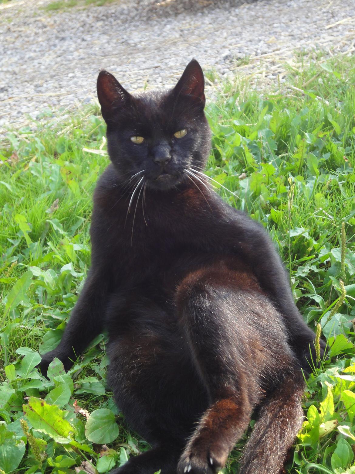 Huskat Sortemis "nullermand" - am sexy and I know it ;) billede 3