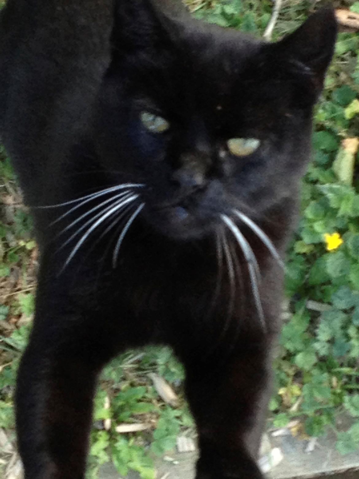 Huskat Sortemis "nullermand" billede 4