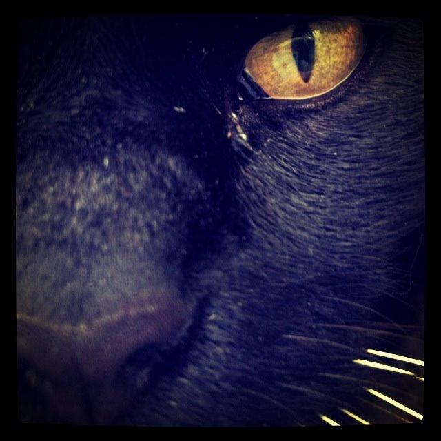 Huskat Sortemis "nullermand" billede 5