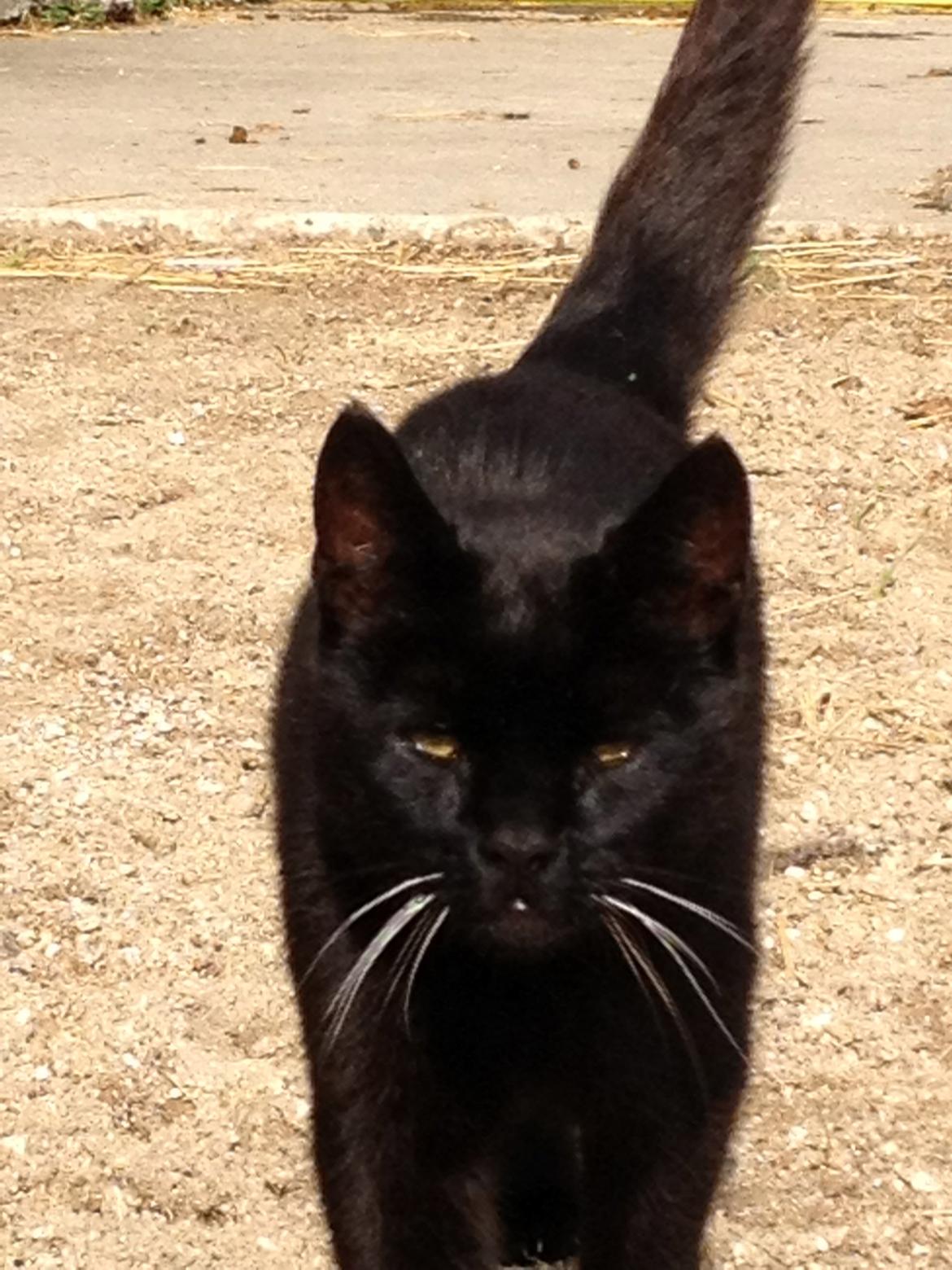 Huskat Sortemis "nullermand" billede 6