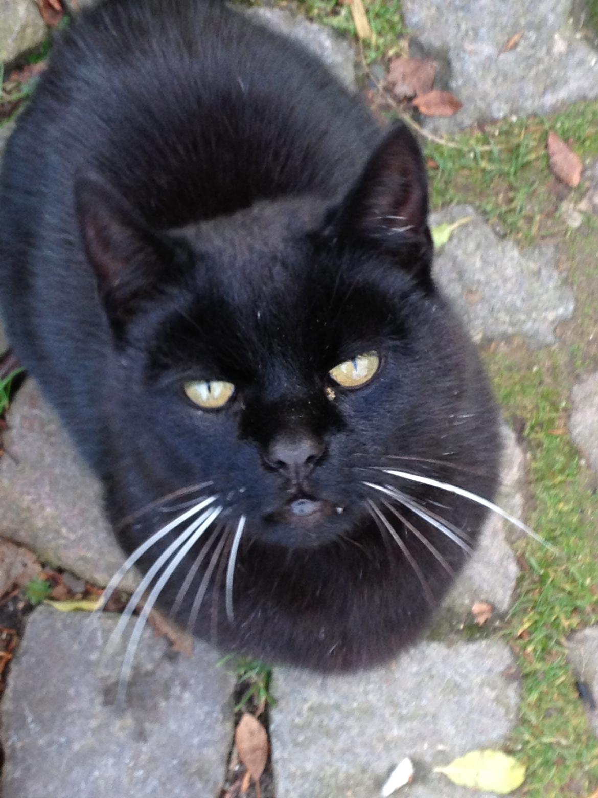 Huskat Sortemis "nullermand" billede 7