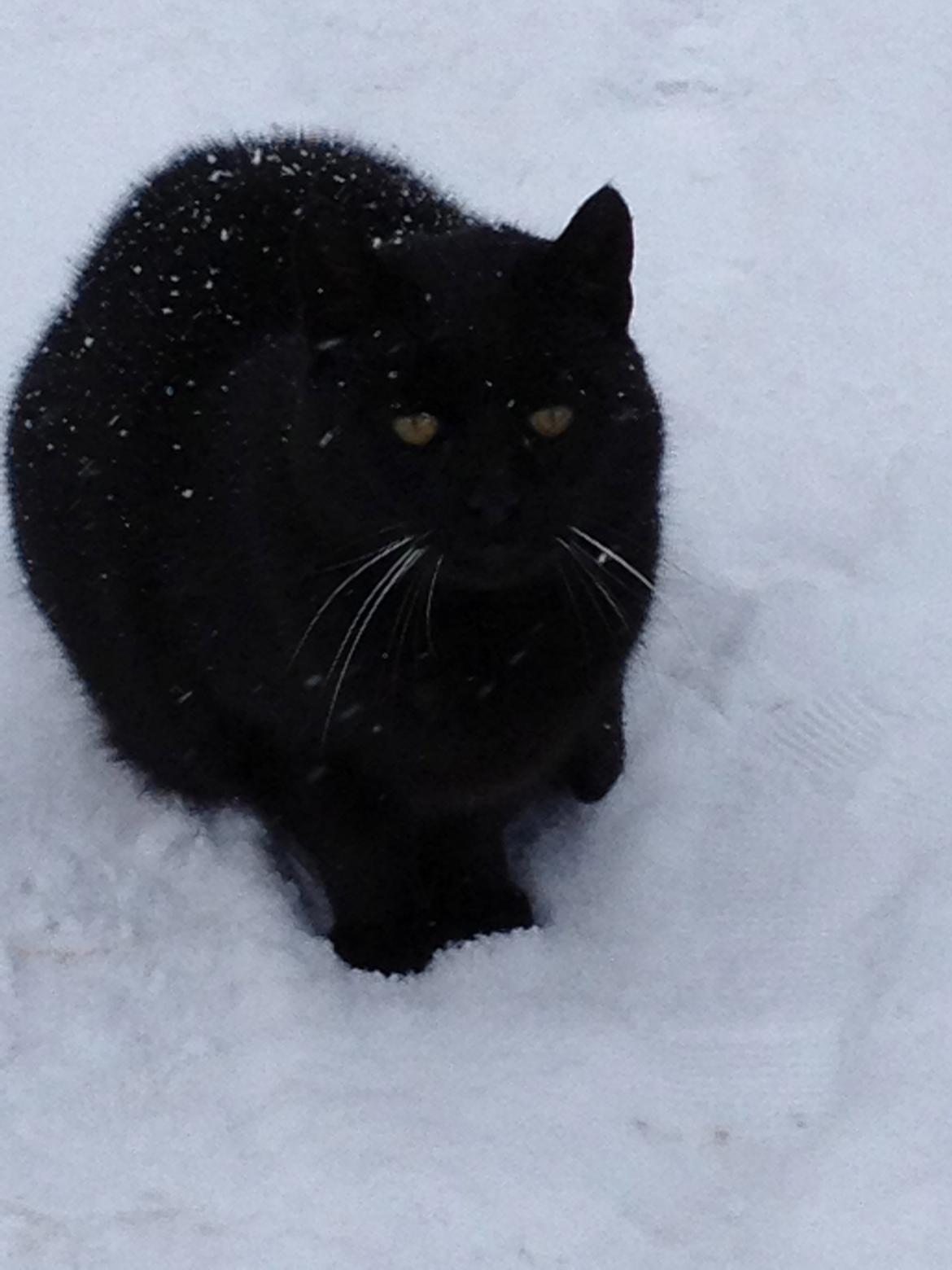 Huskat Sortemis "nullermand" billede 8