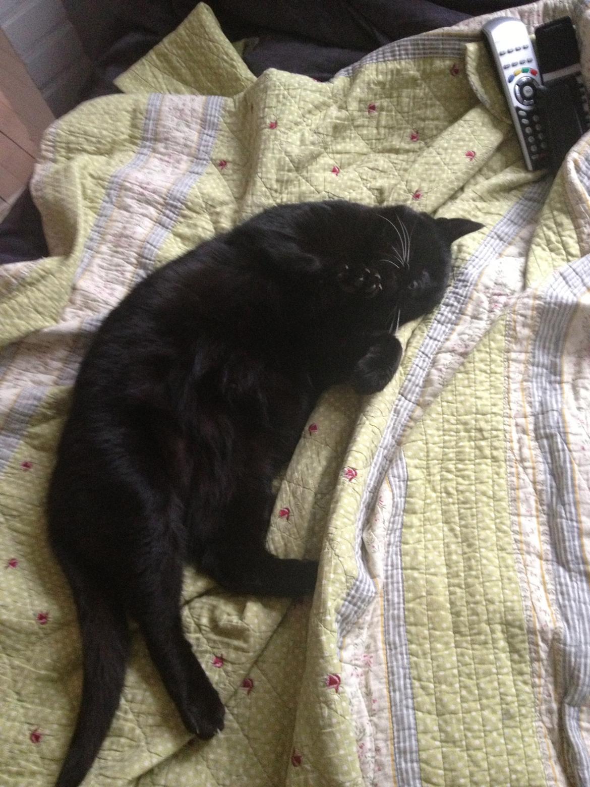 Huskat Sortemis "nullermand" - en god lur på sofanen skadeer viste ikke :) billede 10