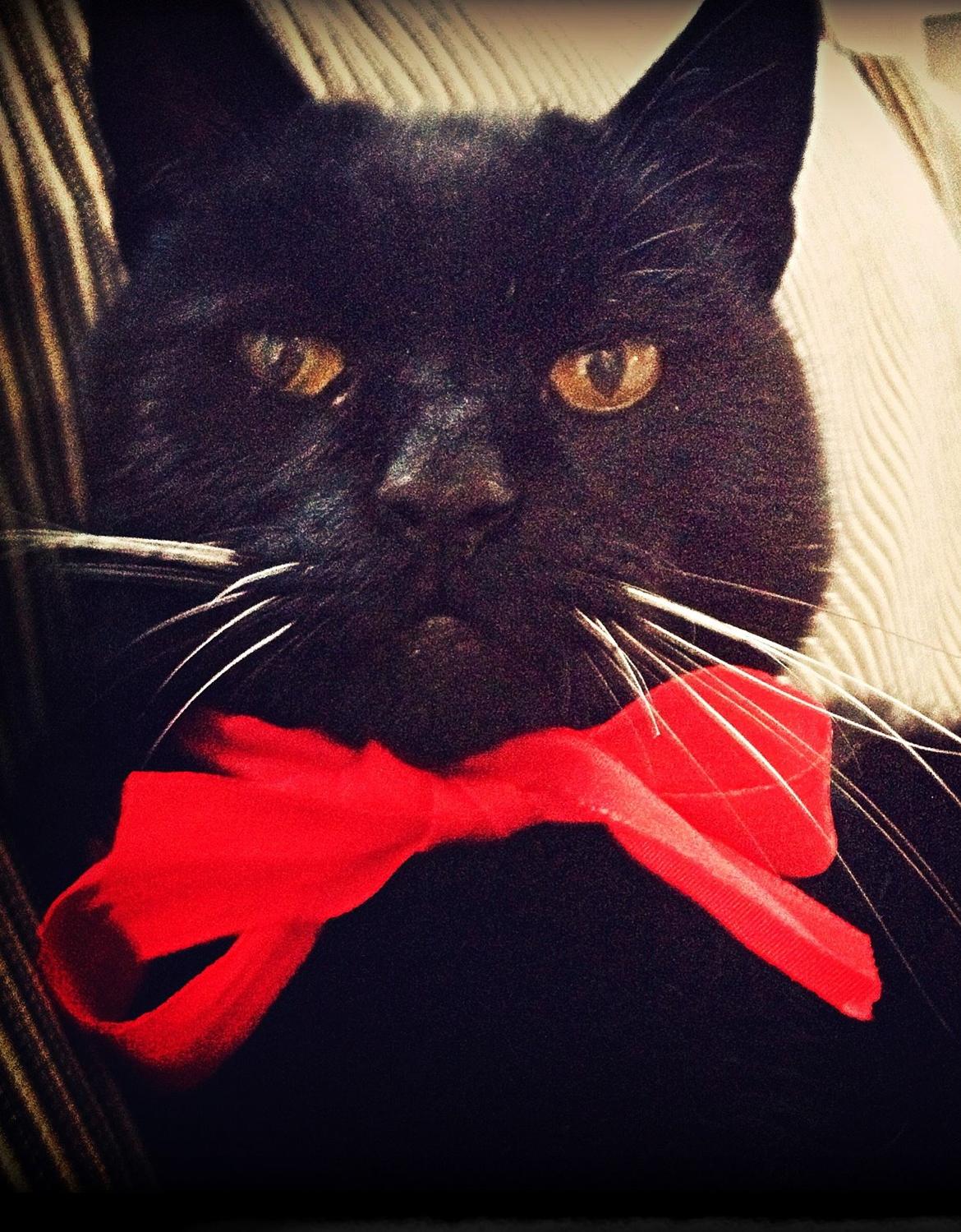 Huskat Sortemis "nullermand" - julemis billede 11