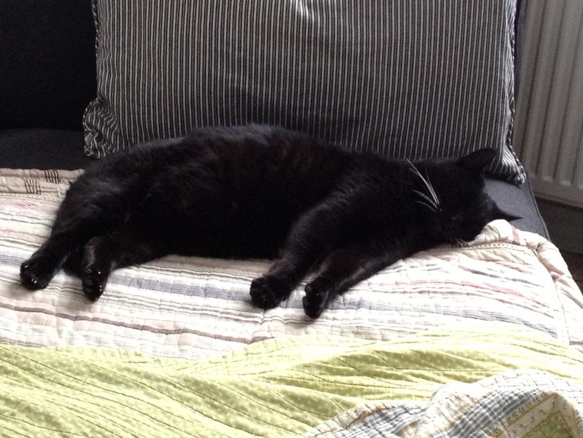 Huskat Sortemis "nullermand" billede 12