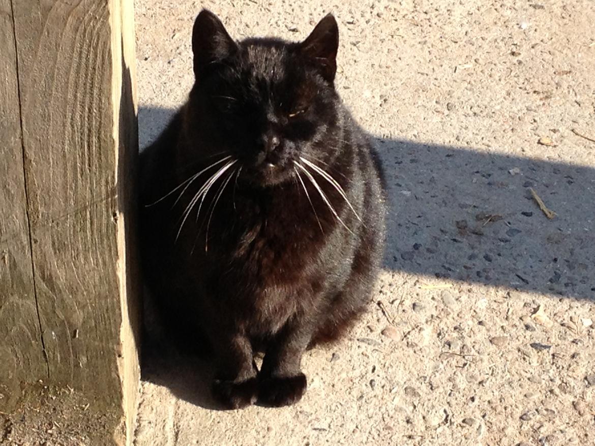 Huskat Sortemis "nullermand" billede 13