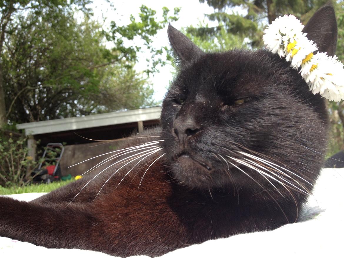 Huskat Sortemis "nullermand" billede 14