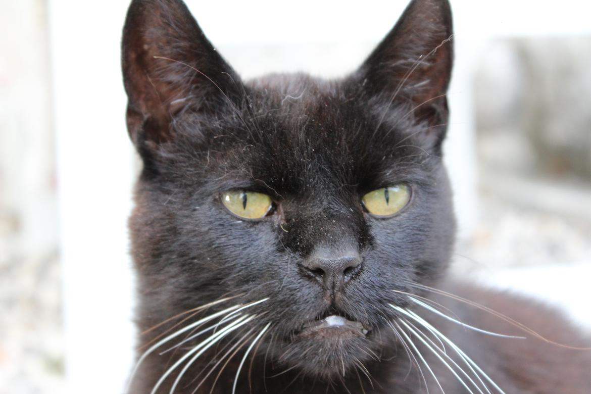 Huskat Sortemis "nullermand" billede 15