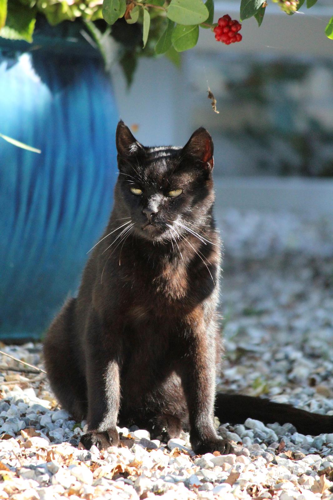 Huskat Sortemis "nullermand" billede 16