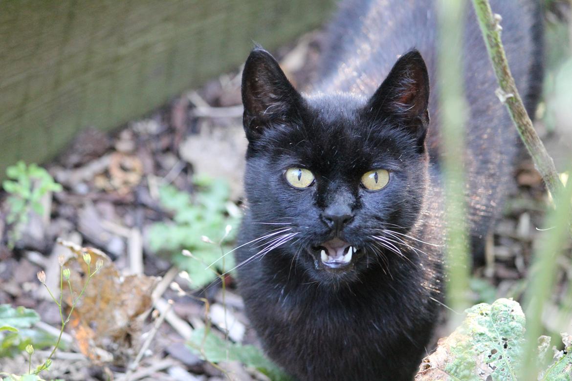 Huskat Sortemis "nullermand" billede 17