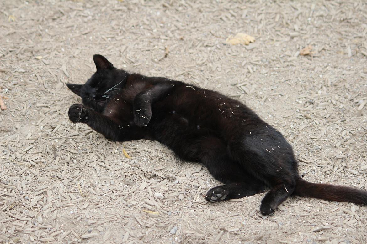 Huskat Sortemis "nullermand" billede 18