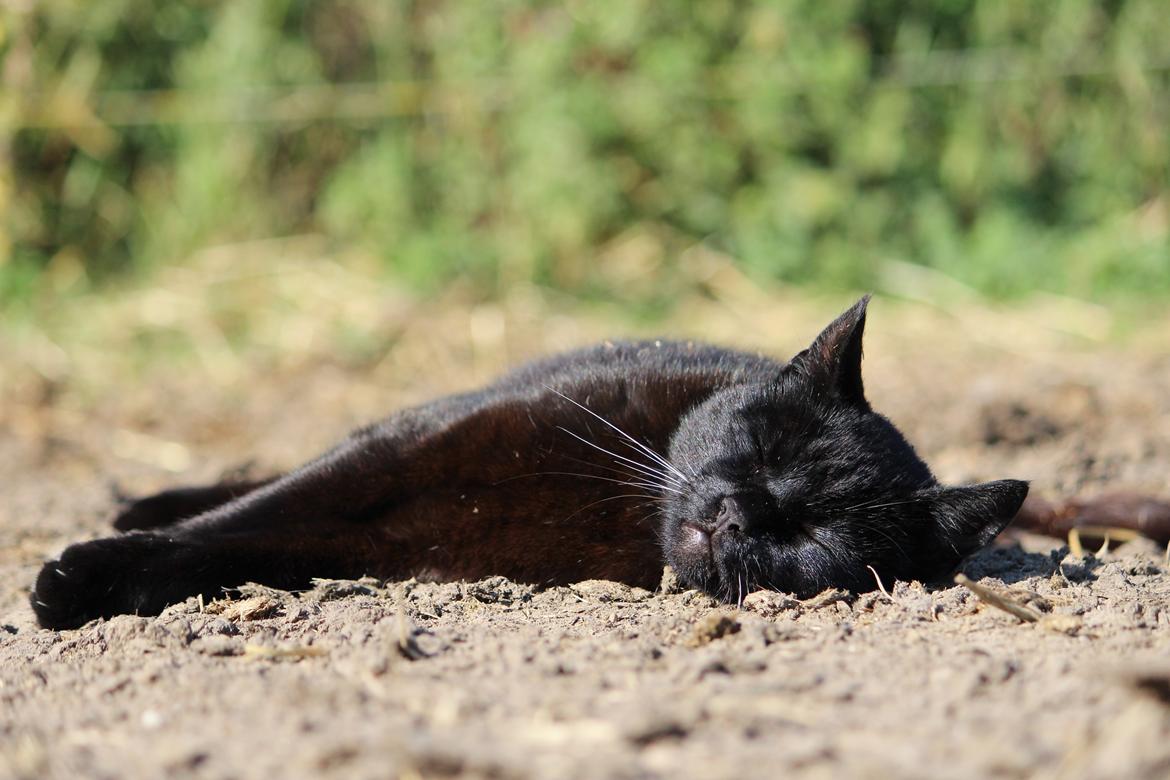 Huskat Sortemis "nullermand" - velkommen til min profil, mit navn er sortmis billede 1
