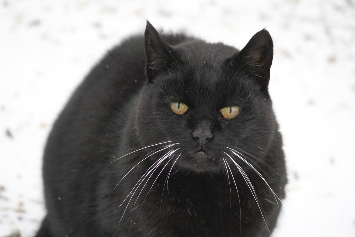 Huskat Sortemis "nullermand" billede 19