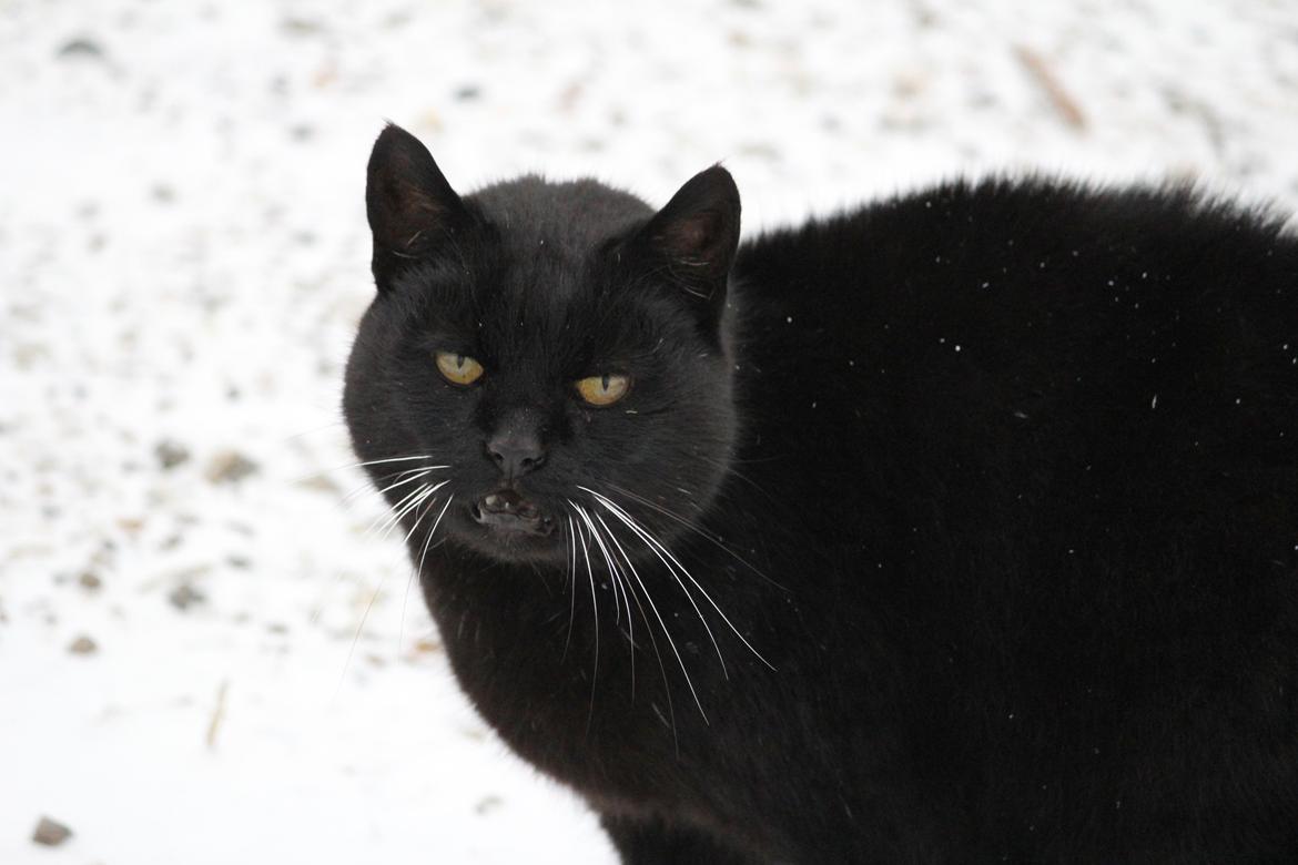 Huskat Sortemis "nullermand" - snevejr er bare ikke mig :) billede 20