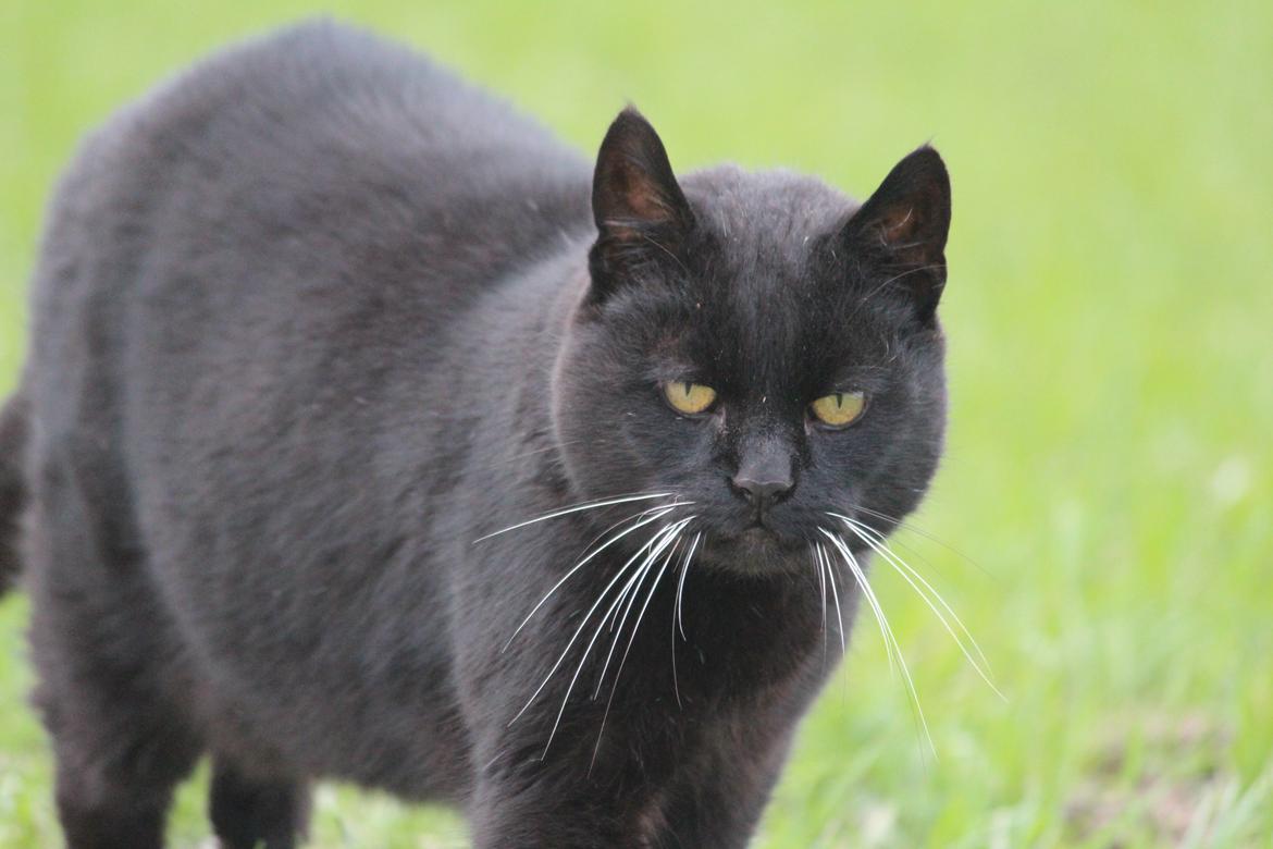 Huskat Sortemis "nullermand" billede 21