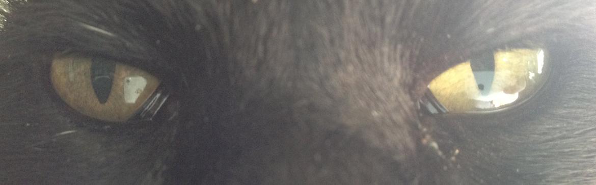 Huskat Sortemis "nullermand" billede 9