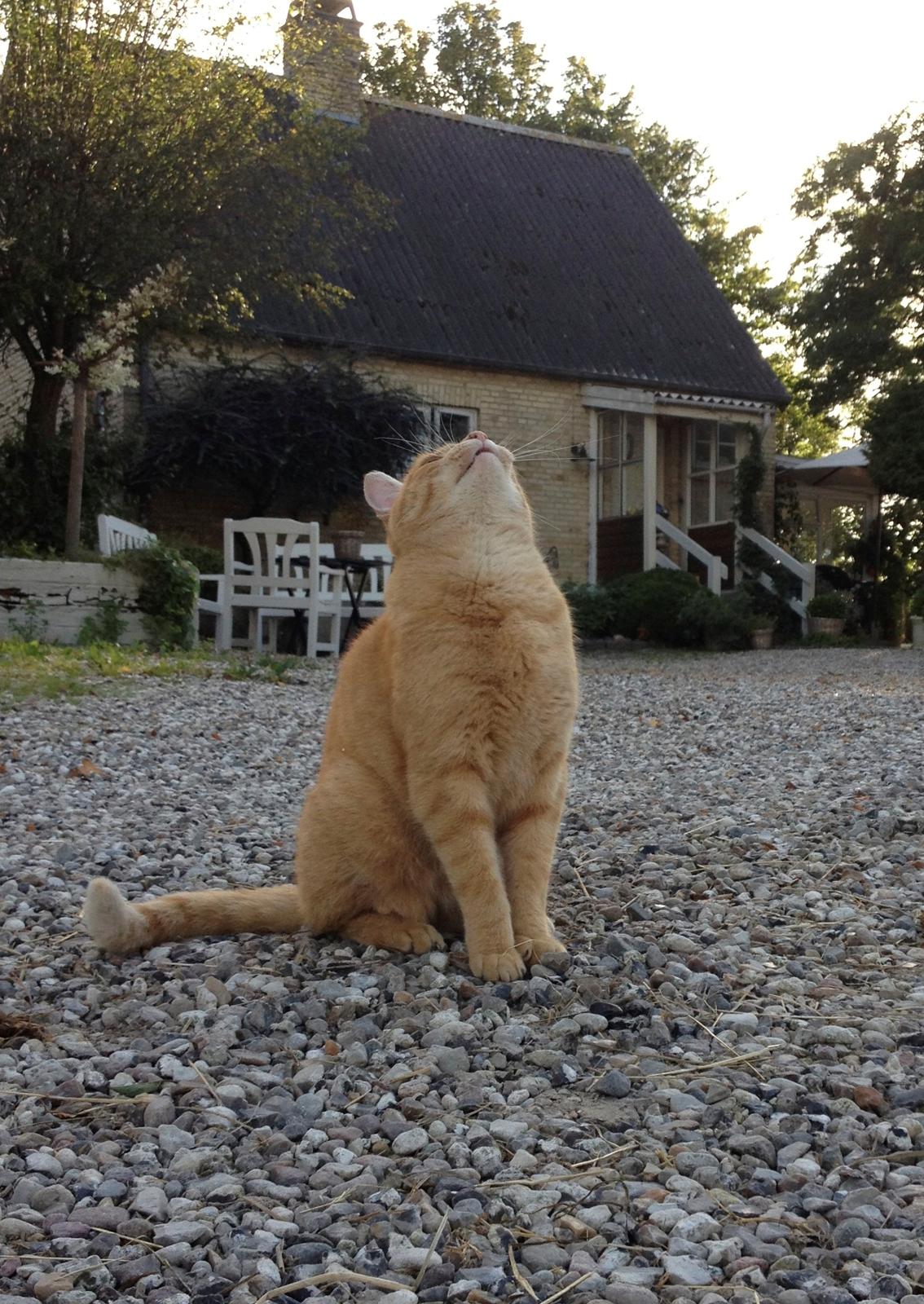 Huskat Garfield "Gaffel" - jeg kigger efter fugle billede 2