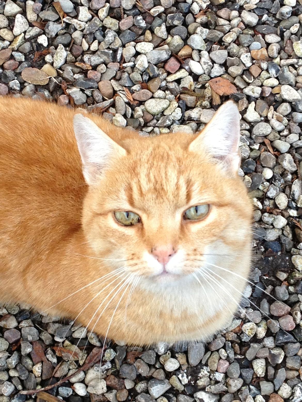 Huskat Garfield "Gaffel" billede 5