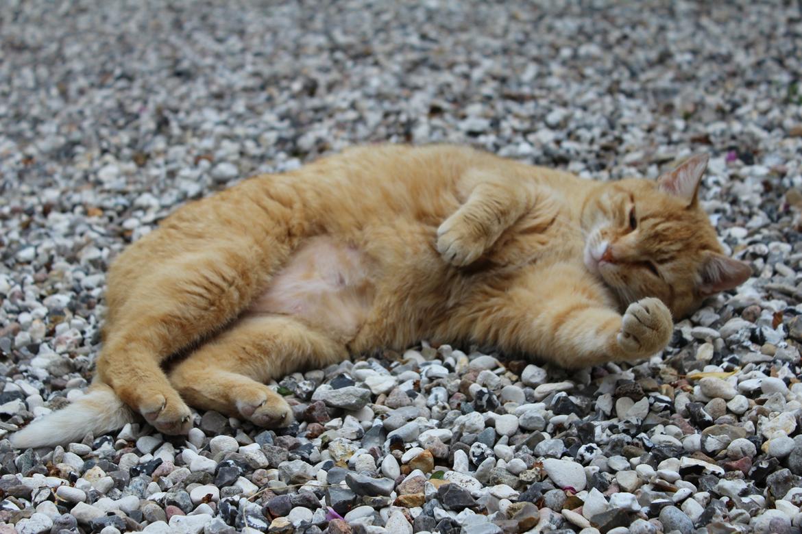 Huskat Garfield "Gaffel" billede 7