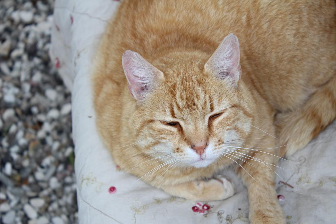 Huskat Garfield "Gaffel" billede 8