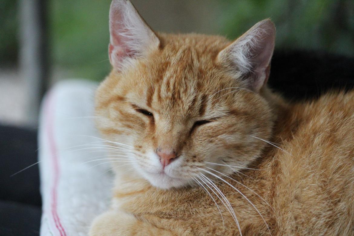 Huskat Garfield "Gaffel" - velkommen til min profil, mit navn er Garfield billede 1
