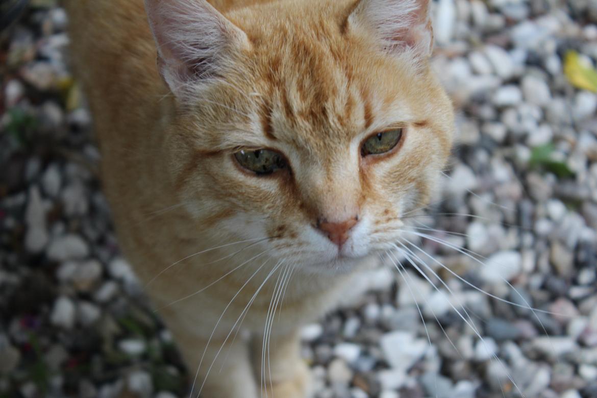 Huskat Garfield "Gaffel" billede 10