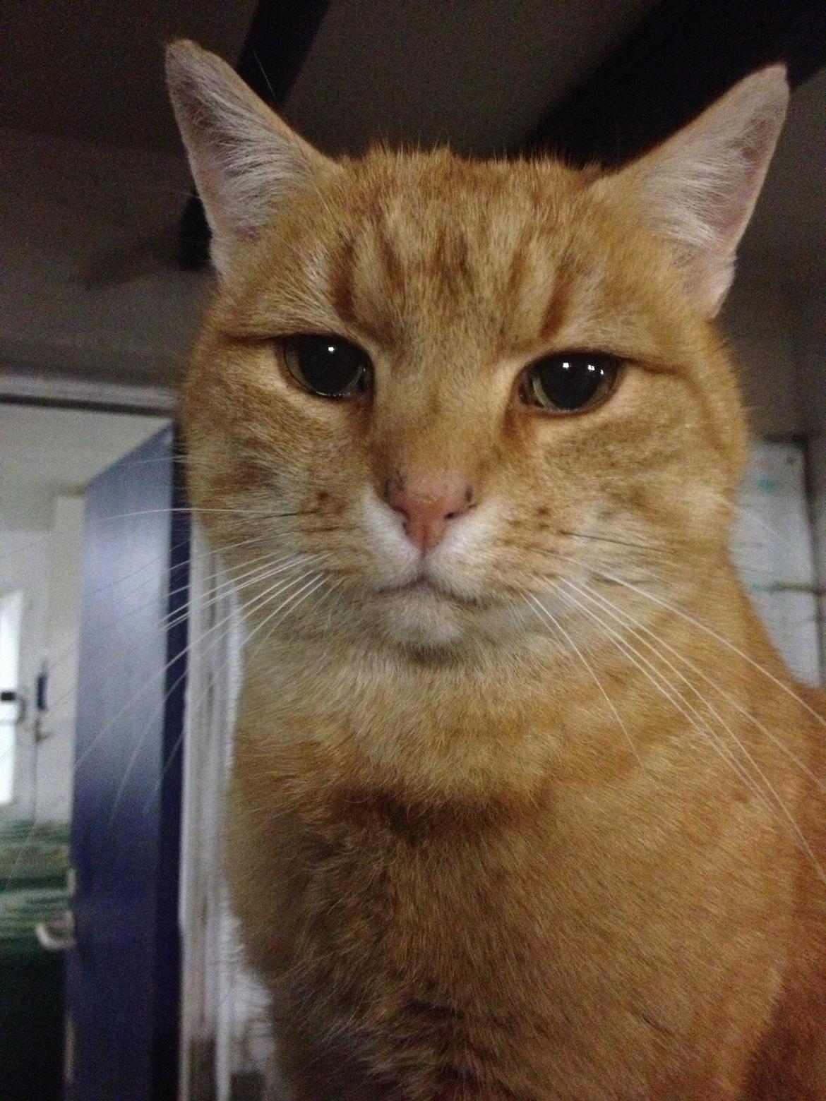 Huskat Garfield "Gaffel" billede 11