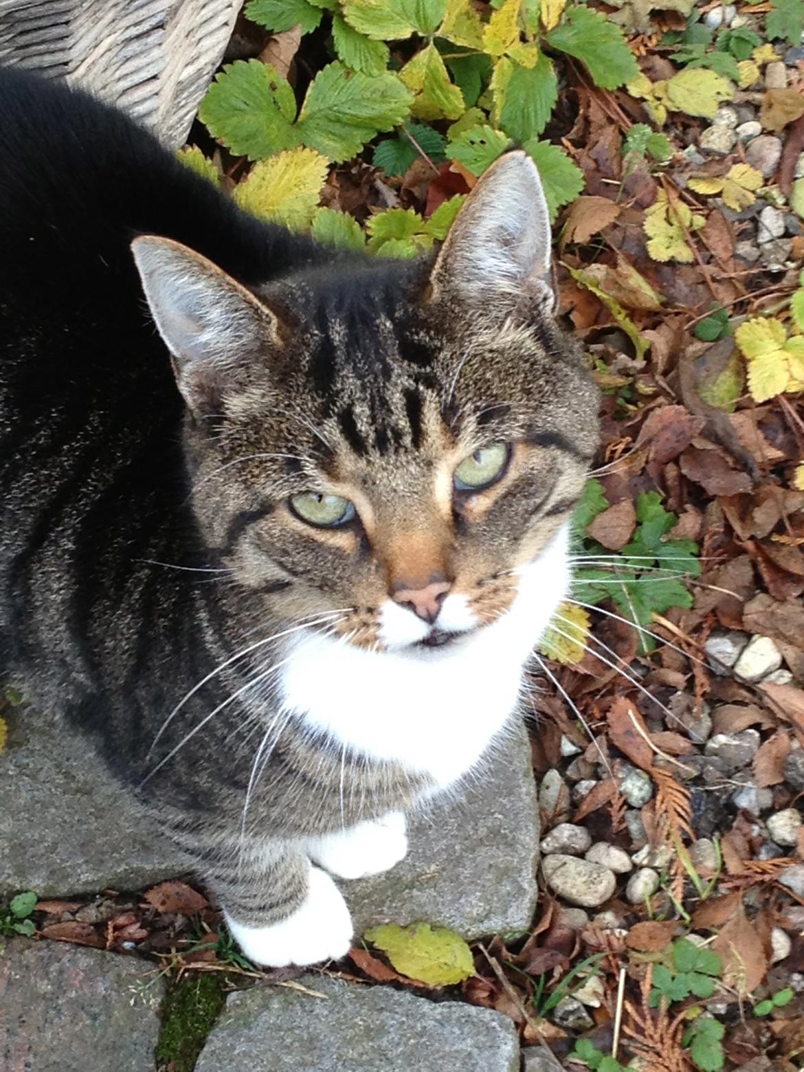 Huskat Rosemis "Rosen" billede 2