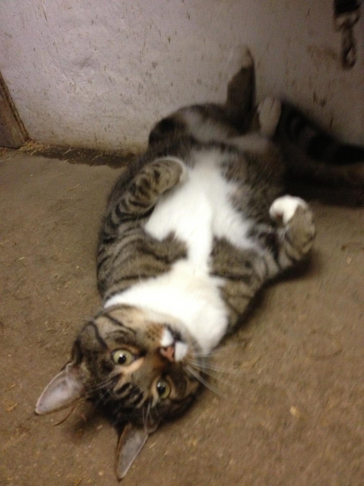 Huskat Rosemis "Rosen" billede 4