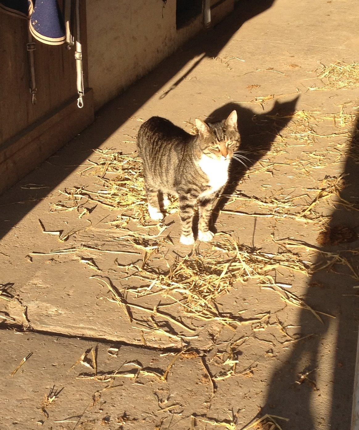 Huskat Rosemis "Rosen" billede 5