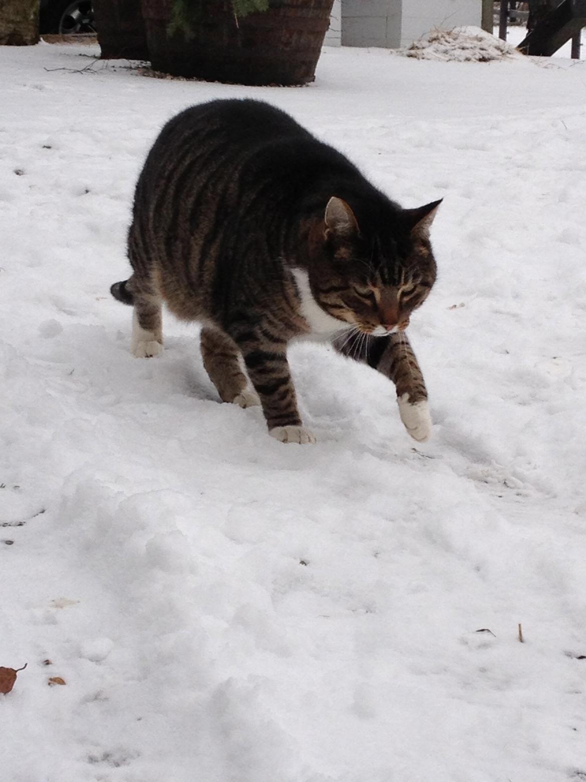 Huskat Rosemis "Rosen" billede 6