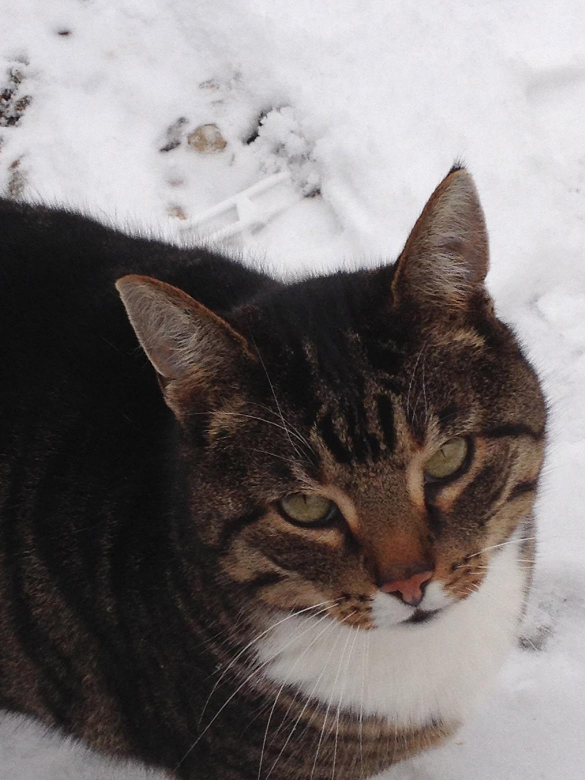 Huskat Rosemis "Rosen" billede 8