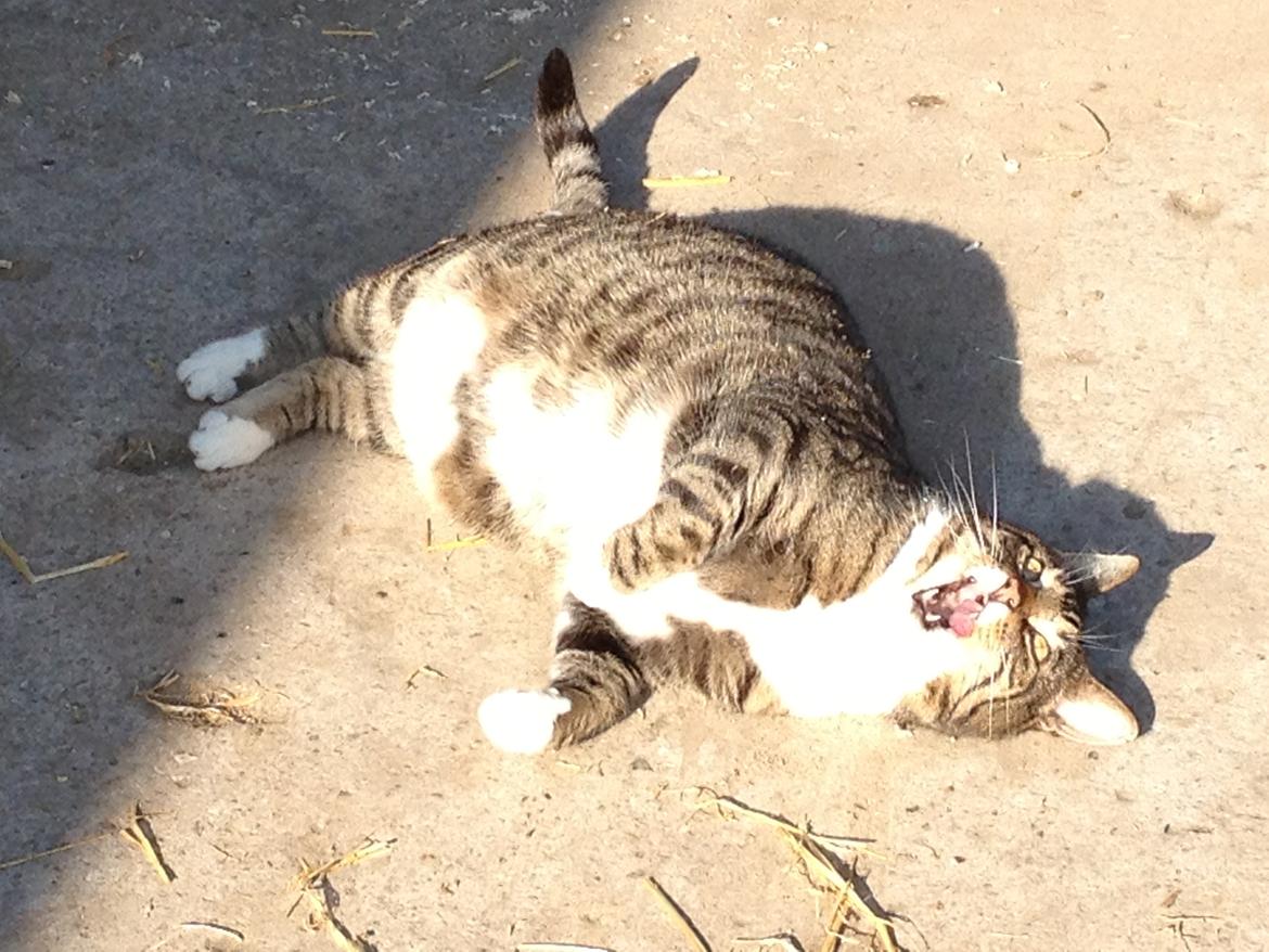 Huskat Rosemis "Rosen" - haps;) billede 9