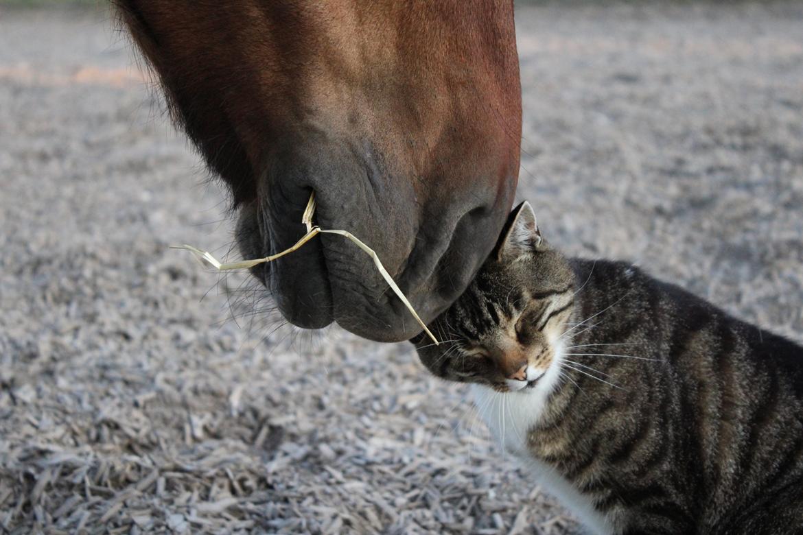 Huskat Rosemis "Rosen" - velkommen til min profil, mit navn Rosemis billede 1
