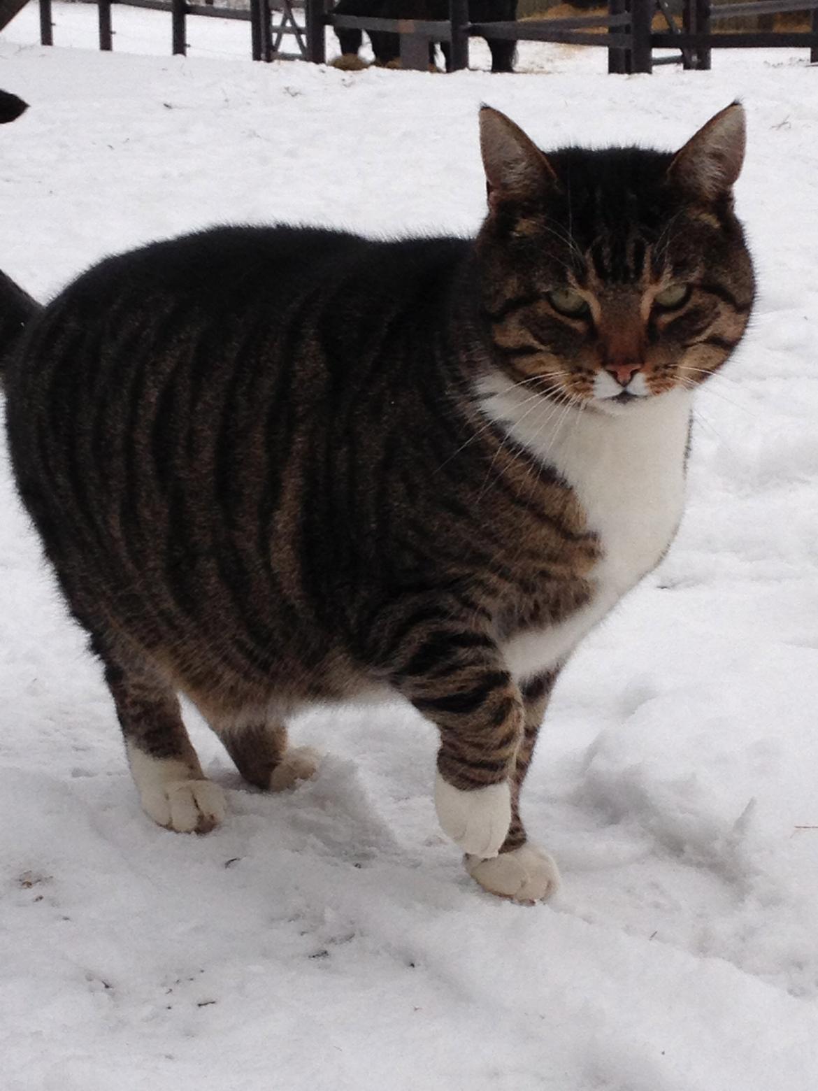 Huskat Rosemis "Rosen" billede 7