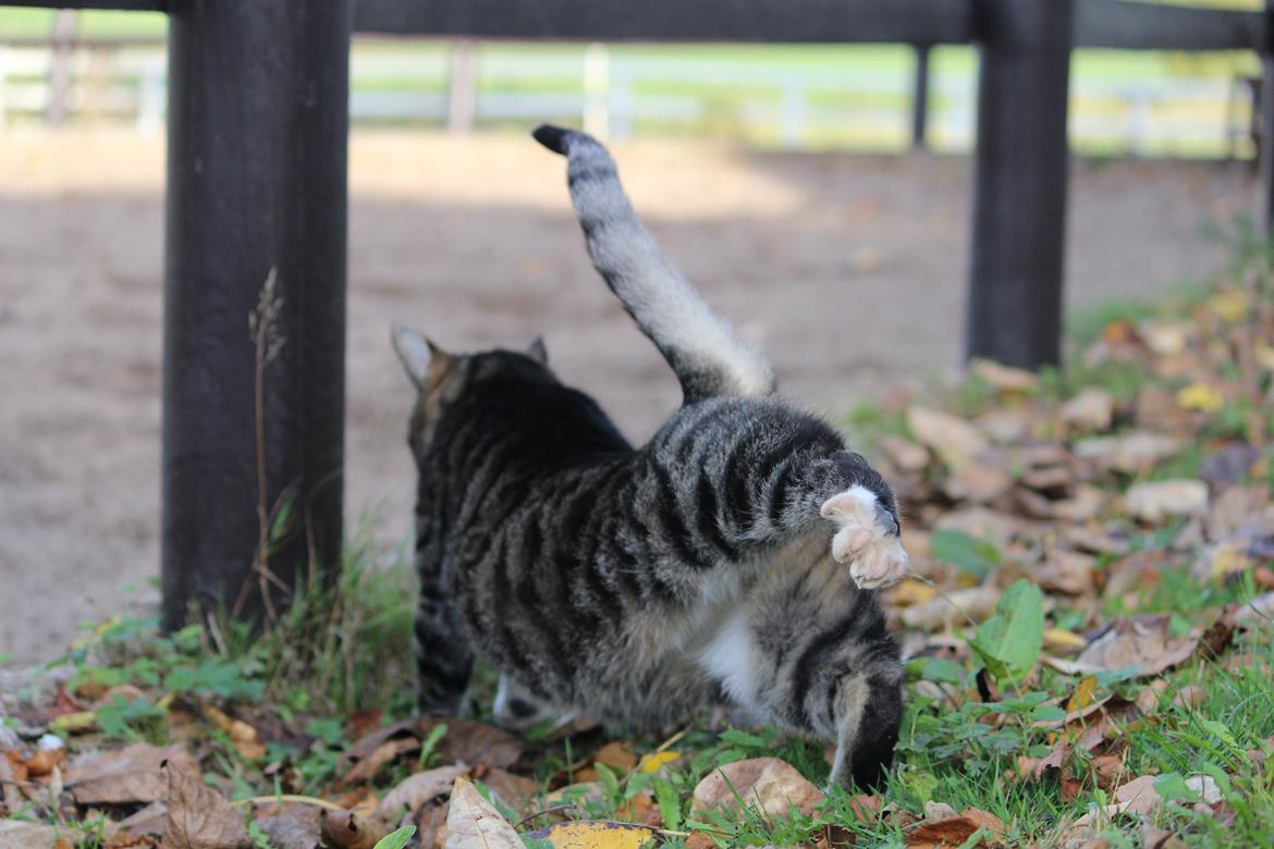 Huskat Rosemis "Rosen" billede 10